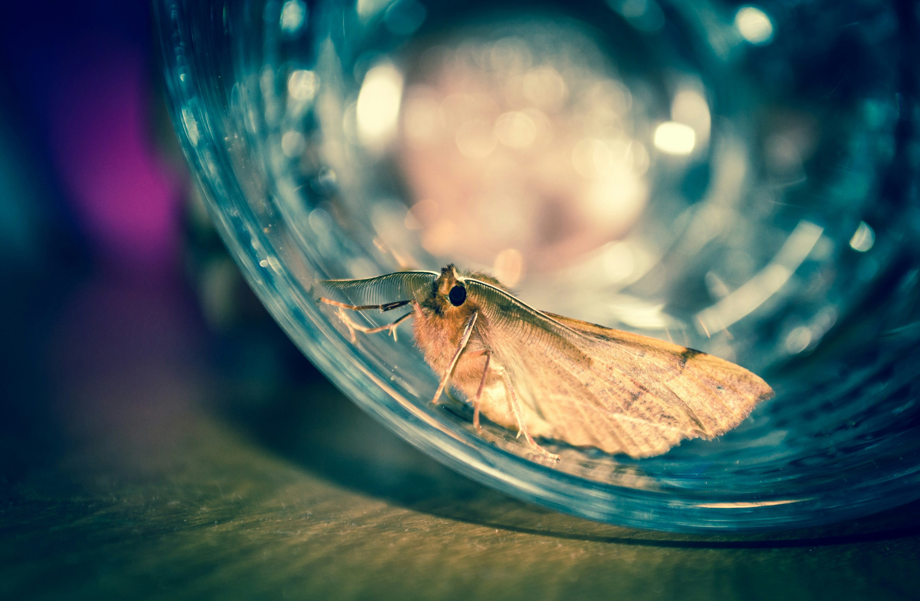 Nahaufnahme einer Motte in einem durchsichtigen Glas