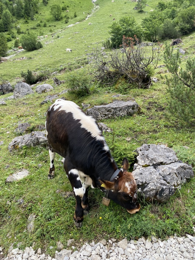Kalb auf einer steinigen Bergwiese