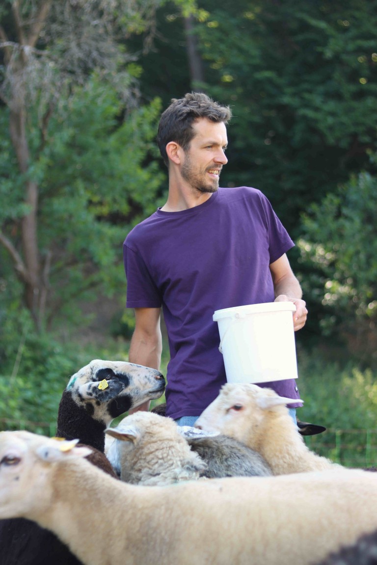 Person füttert Schafe mit einem Eimer auf einer Weide