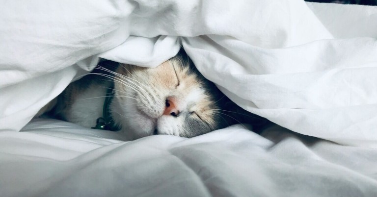 Katze mit guter Schlafhygiene – entspannt schlafende Katze unter Decke Katze mit guter Schlafhygiene liegt entspannt unter einer weißen Decke und schläft