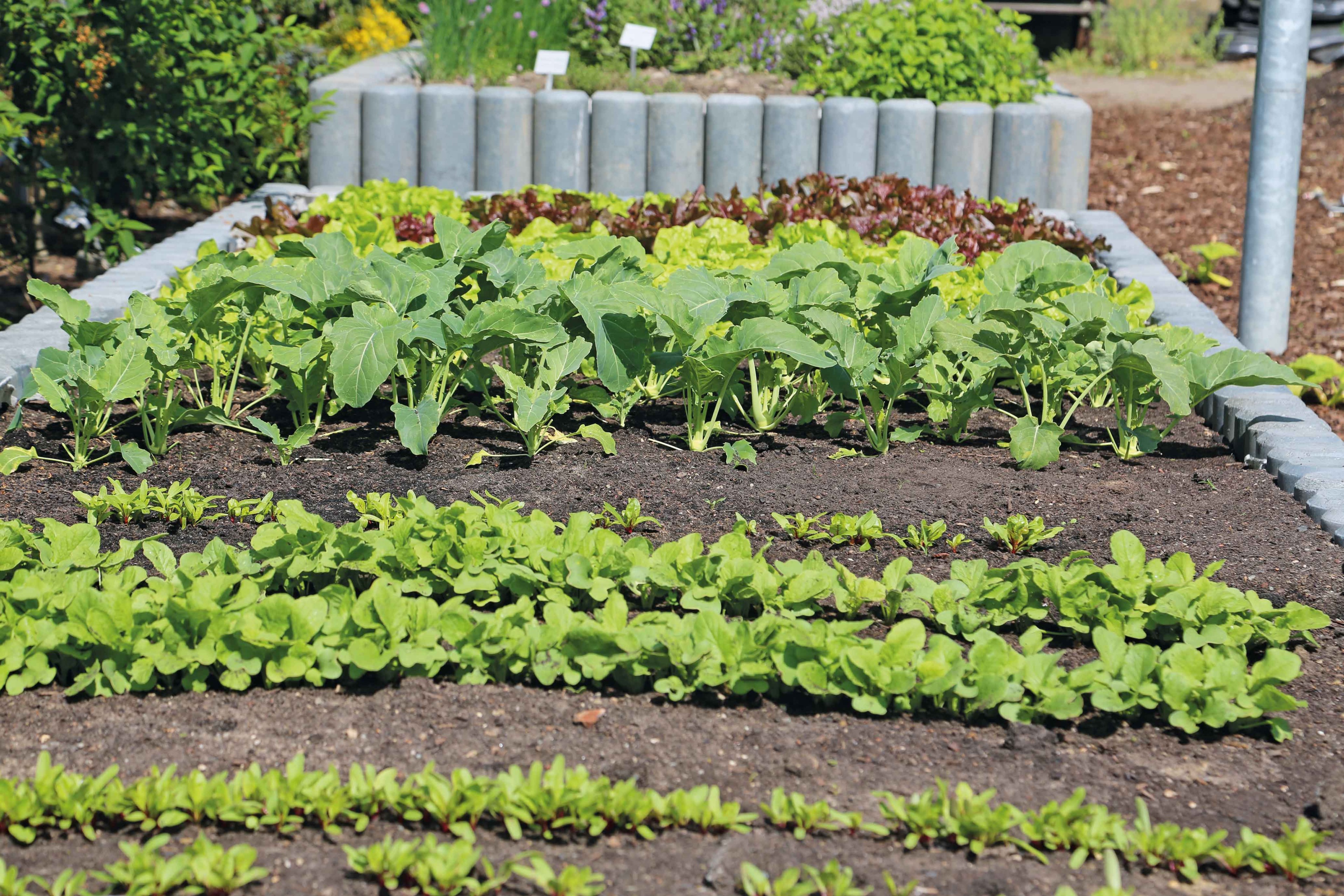 Bepflanztes Beet Foto: Knut Diers Bepflanztes Beet Foto: Knut Diers