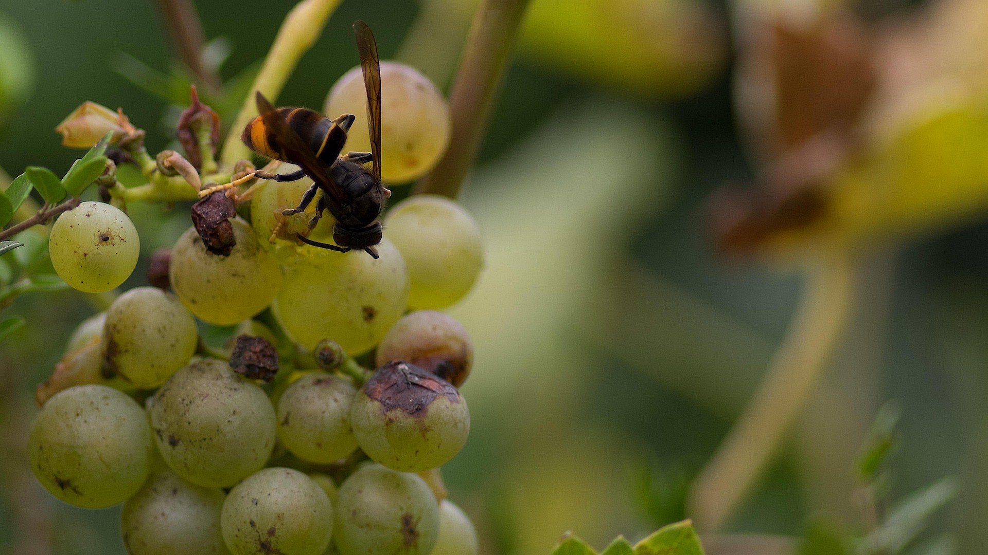 Makroaufnahme einer Wespe auf einer Traube im Garten