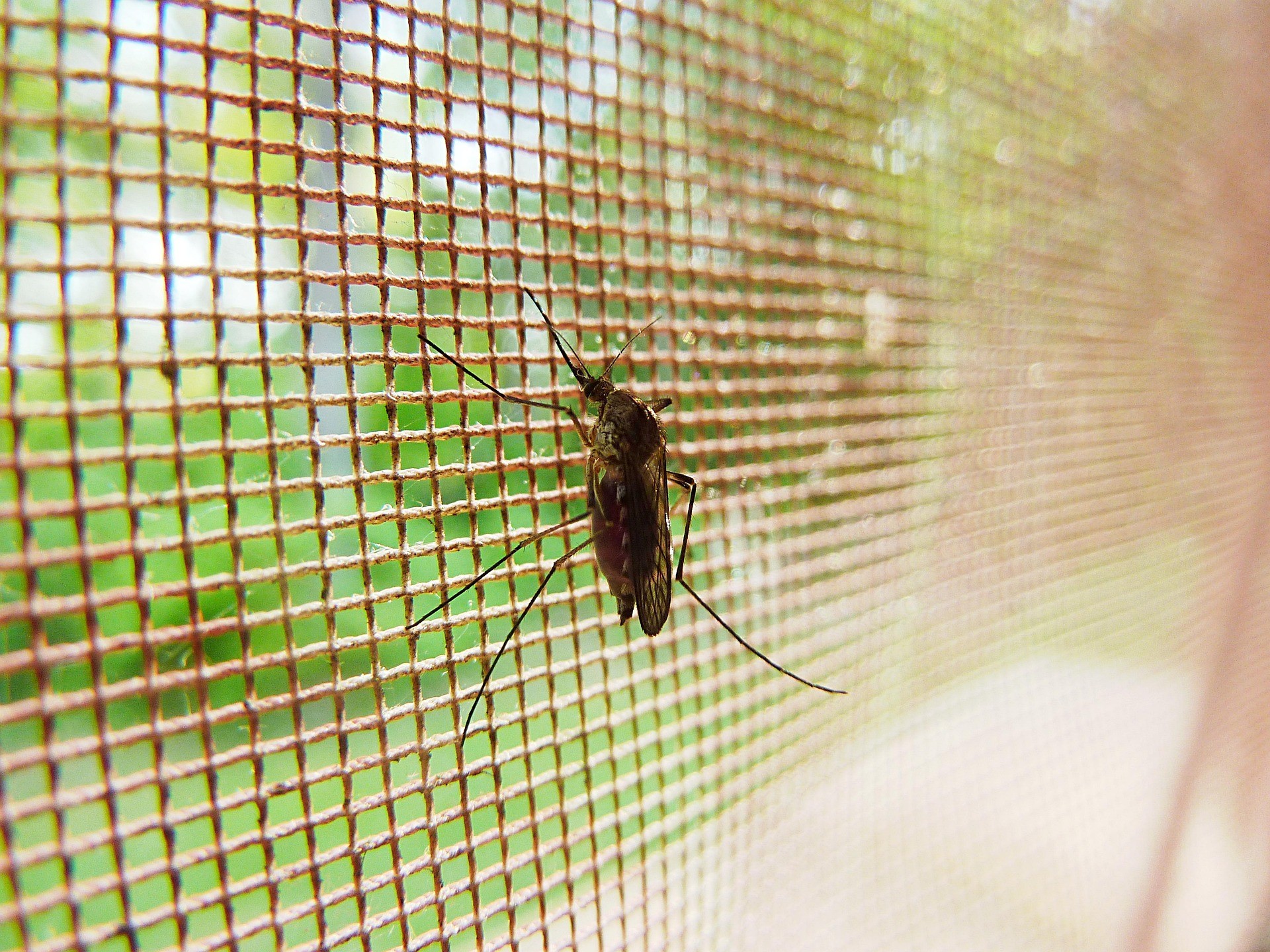 Dank professionellem Insektenschutz bleiben Insekten aller Art draußen Nahaufnahme einer Mücke auf einem Fliegengitter mit unscharfem Gartenhintergrund