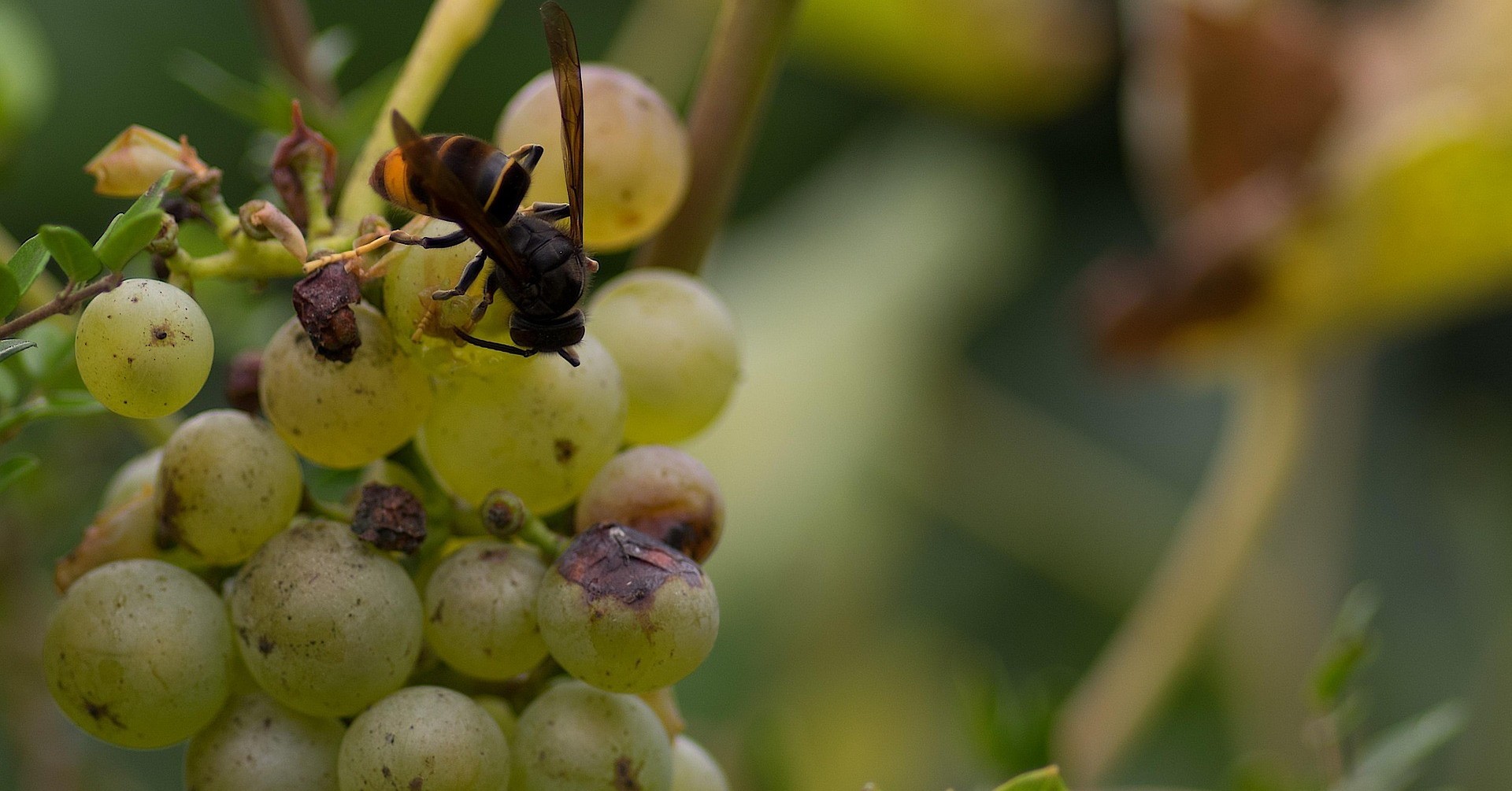 Makroaufnahme von Wespe und Traube im Garten Makroaufnahme einer Wespe auf einer Traube im Garten